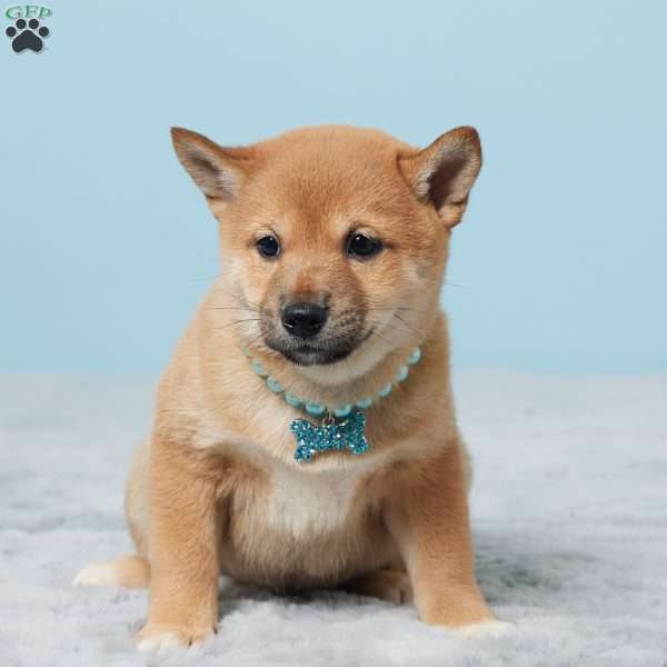 Omar, Shiba Inu Puppy